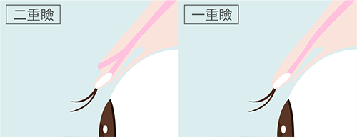 二重瞼と一重瞼の構造の違い