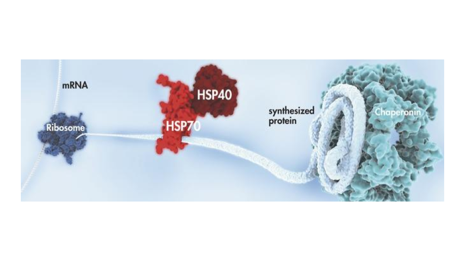 3．HSPs（Heat Shock Proteins）の活性化