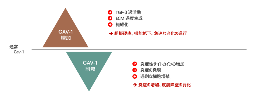 4．Caveolin-1（カベオリン1）の調整